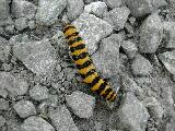 Cinnabar Moth caterpillar